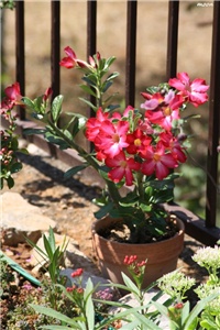 12bb8576-IMG_5812 adenium.jpg